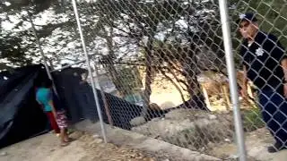 XD la policia wevoneando