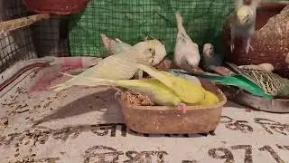 Winter health for birds Care and food information   Survive bird Winter and fog 