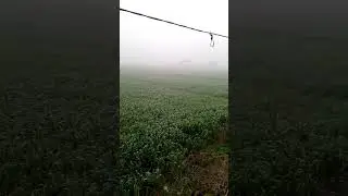 Beautiful foggy and cold morning in village of Punjab