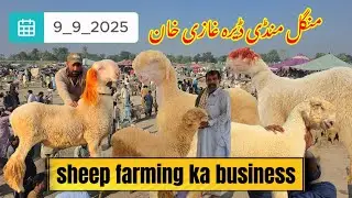 sheep farming ka business ) 2025 /9/9 )Mundri Bhed farming مندری بھیڑ فارمنگ