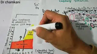 Renal system 28 || safety factors to prevent edema | Low compliance of interstitium @Drchamkani