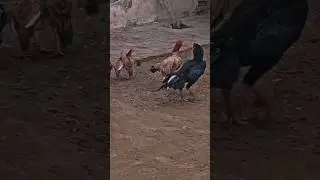 Old rooster blood line# angry rooster hen#viralvideo#youtube#birds