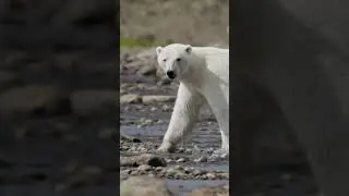 Polar Bear vs. Salmon: Harder than it Looks! 🐻&zwj;❄️🐟 #Wildlife #ArcticAdventure