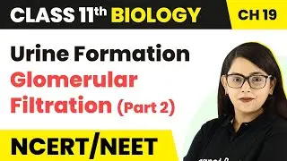 Urine Formation : Glomerular Filtration (Part 2) | Class 11 Biology/NEET/AIIMS