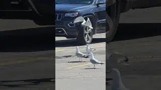 When you play with your food, you lose your food 👍😲😆#seagulls #birds #food #animals #greenbay #wi