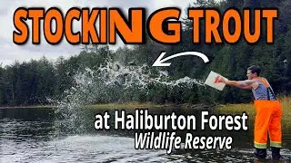 Stocking Trout @ Haliburton Forest / 2026 Ice Fishing Prep
