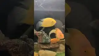 American chichled fish care in winter season #parrotfish #shivram #greenterror #jewelcichlid #texes
