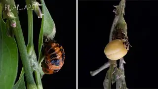 Божья коровка От куколки до взрослой - Timelapse