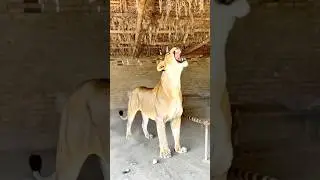 Sher | wait for end #funny #funnyanimals #funnycreatures #funnyshorts