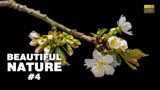Cherry Flower Blossom In Spring High Quality Stock Video, Copyright Free | Creator Mitra