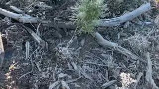 NSW State Forest Hunt