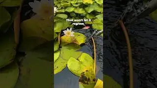 Tips on how to PROPERLY trim water lilies! | #shorts