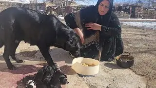 Struggling Homeless Mother Fights to Keep Her Beloved Pets