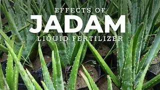 Влияние жидкого удобрения JADAM (JLF) на алоэ вера