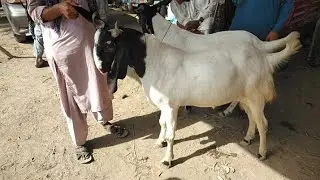 Daur Bakra Mandi latest update 2020 heavy khassi bakre Bakra Mandi 2020