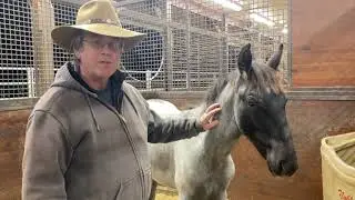 Training Weanling Horses | Step One |  Part 1