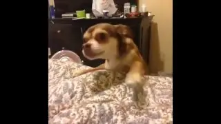 Long live the puppy king
