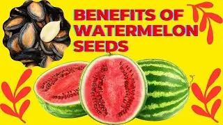 Health Benefits of Watermelon Seeds | Watermelon Seeds Tea Recipe | Natural Cures System
