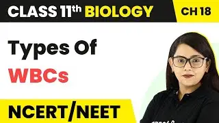 Types Of WBCs - Body Fluids And Circulation | Class 11 Biology/NEET-AIIMS