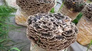 Outdoor-grown Turkey Tail Mushrooms in Vermont, Close-up