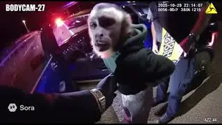 bodycam footage of monkey getting arrested for drunk driving
