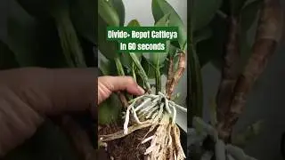 Деление и пересадка орхидеи каттлеи за 60 секунд