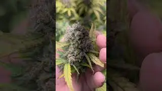 sign of bud rot.. removed #budrot #gardening #gardener #mobuds314