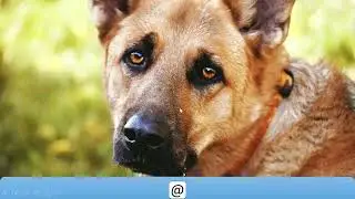 Dog OS 1.0    Официальная презентация.