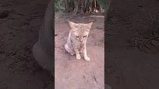 Cute Rural Cats # Farm Cats # Rural Animals # Rural Pets # Short