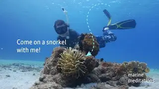 There&rsquo;s More Life Here Than You Think | A Marine Meditation Snorkel