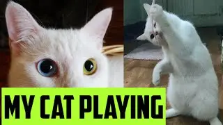 My cat || My Pet ||  Sayed Ahmed || Hojai2010 || SayedAhmed2010 || #shorts