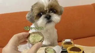 가나디가 두바이에서 온 쫀득쿠키(?)