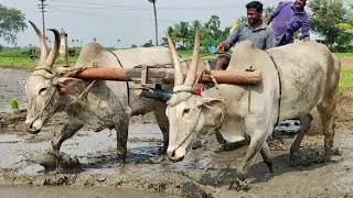 Paddy Plants Heavy Loading in Bullock Cart Deep Mud Riding // edlabandi videos