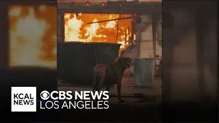 Photographer and fire responders save dog from Eaton Fire