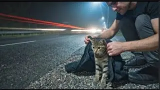 Top Animal Rescue Expert Reveals Best Ways to Help Street Kittens 🐾❤️