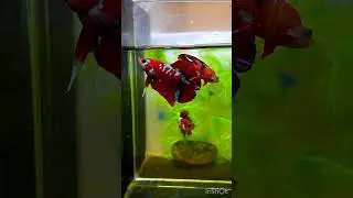 @bettacastle3662 Red Galaxy Double Tail  #betta #bettas #doubletail #hmpk #galaxy #red #exoticfish