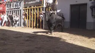 Almazora 2023 vacas y un toro