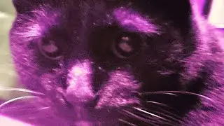 super epic cat video (very real)