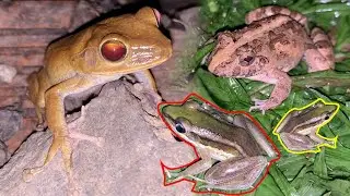 Paddy green frog / Northern leopard frog / Desert rain frog / Grass frog #shorts #shortvideo