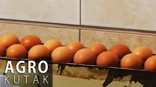 Agro Kutak 33 - Peradarstvo 2. dio