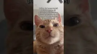 Calling the human📲 #cats