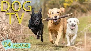 DOG TV: Videos Comfort & Entertain All Day for Dogs While You&rsquo;re Away Home - Happy Music for Dogs