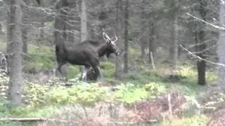 Akken ja Jessen haukku