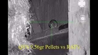 QYS 9.56gr Pellets vs RAT's