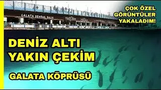 ''GALATA KÖPRÜSÜ'' DİPTEKİ BALIKLARIN YAKIN ÇEKİMİ ! Galata Bridge Under the Sea/ Zoom Background