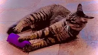Fuukashii and the Fluff Menagerie Play with Kicky Stuff Toys