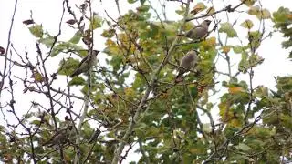 Амурский свиристель Bombycilla japonica, голоса стаи / Japanese waxwing  calls