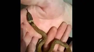 Culebra de collar (natrix natrix)
