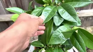 Citrus sinensis &rsquo;Vaniglia Apireno&rsquo;  - European plant haul (17)