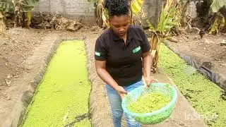 first time feeding chickens with azolla #azollafarming #azolla #azollaseeds